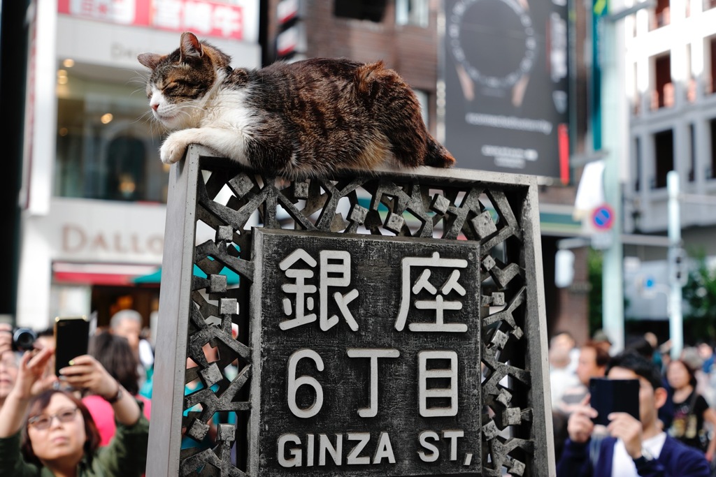銀座のボス