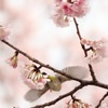 写真の休日