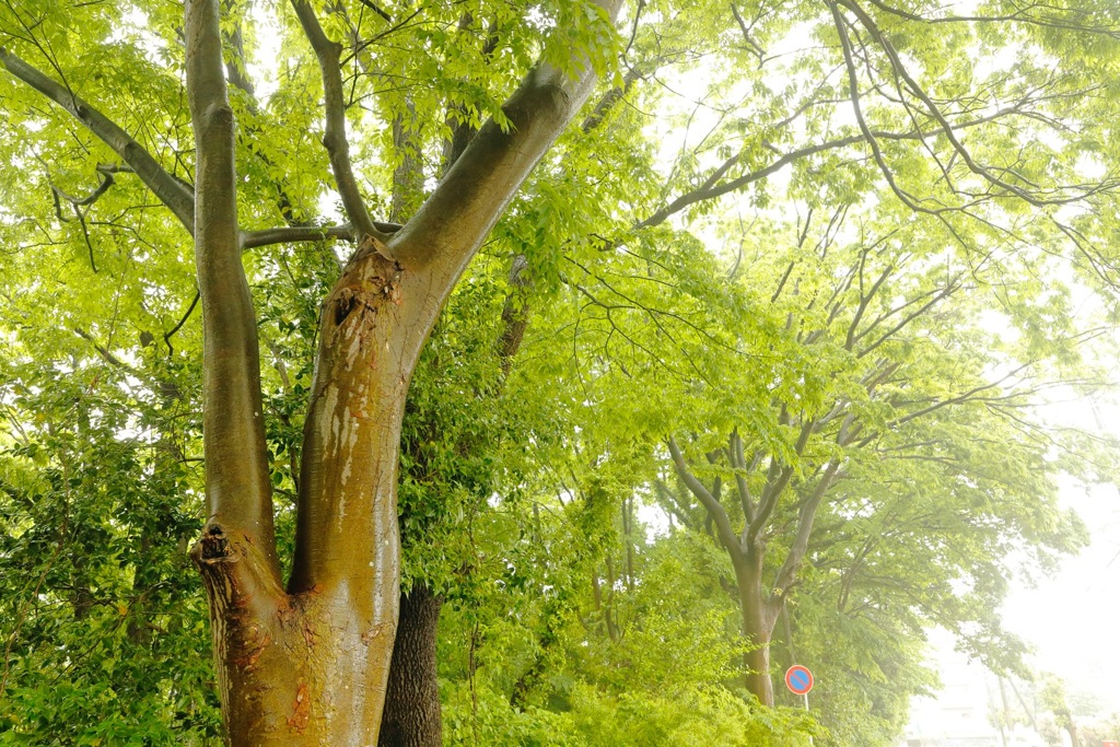 一瞬の雨上がり