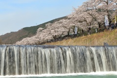 川の桜道