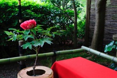 鎌倉 ぼたん園