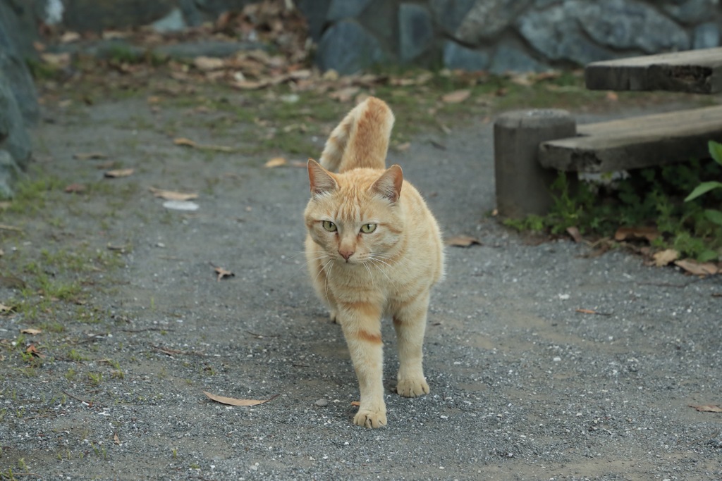 ニャー