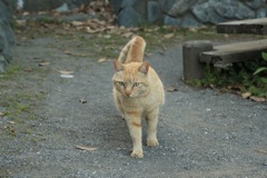 ニャー