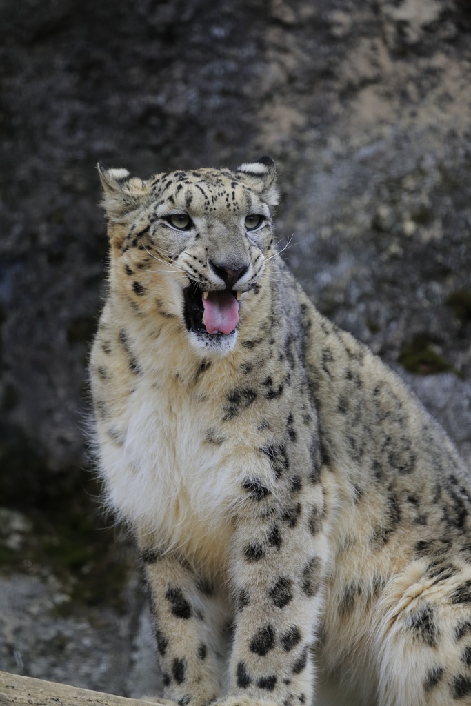 猛獣