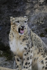 猛獣