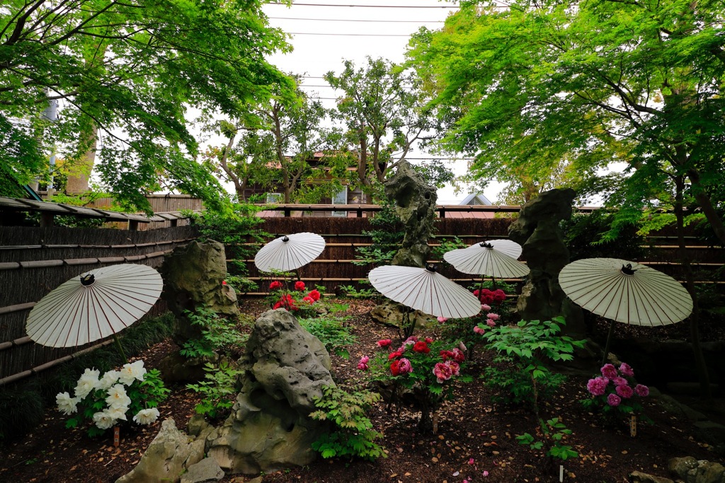 鎌倉 ぼたん園
