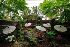 鎌倉 ぼたん園