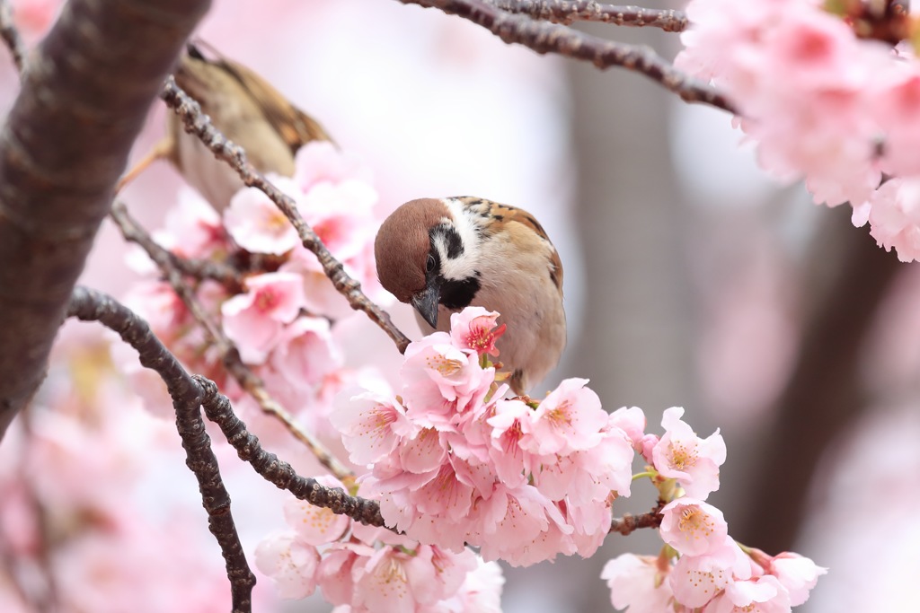 僕だって立派な野鳥です