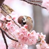 僕だって立派な野鳥です