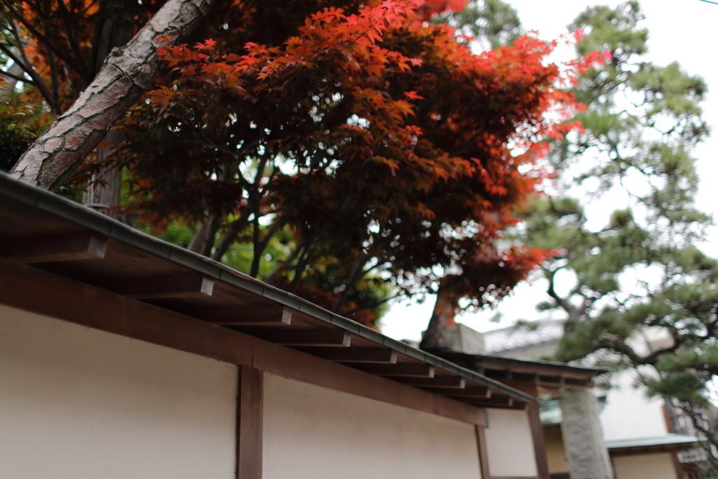 春の紅葉