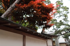 春の紅葉