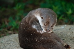 カワウソ