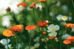 日陰の花畑