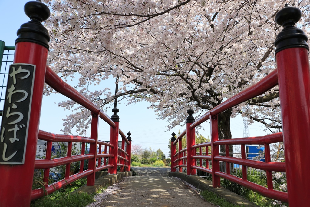 橋と桜