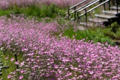 お花畑