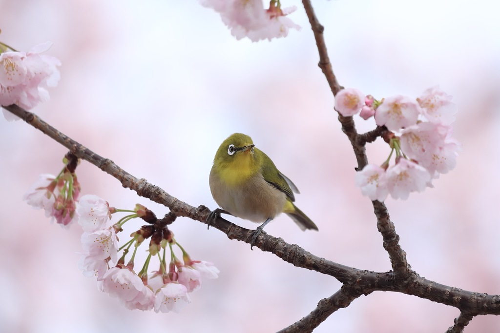 大寒桜とメジロ