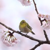 大寒桜とメジロ