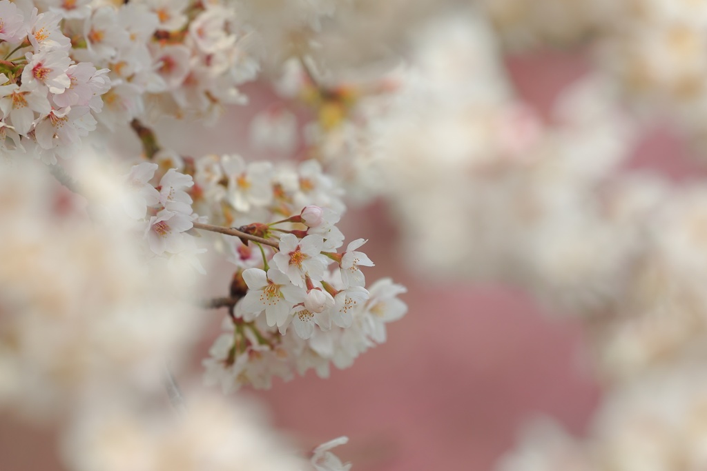 桜④