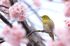 ハンサム