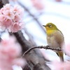 ハンサム