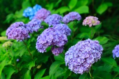 紫陽花2017