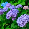紫陽花2017