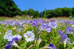 一面に