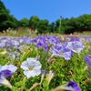 一面に