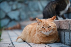 猫の島
