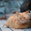 猫の島