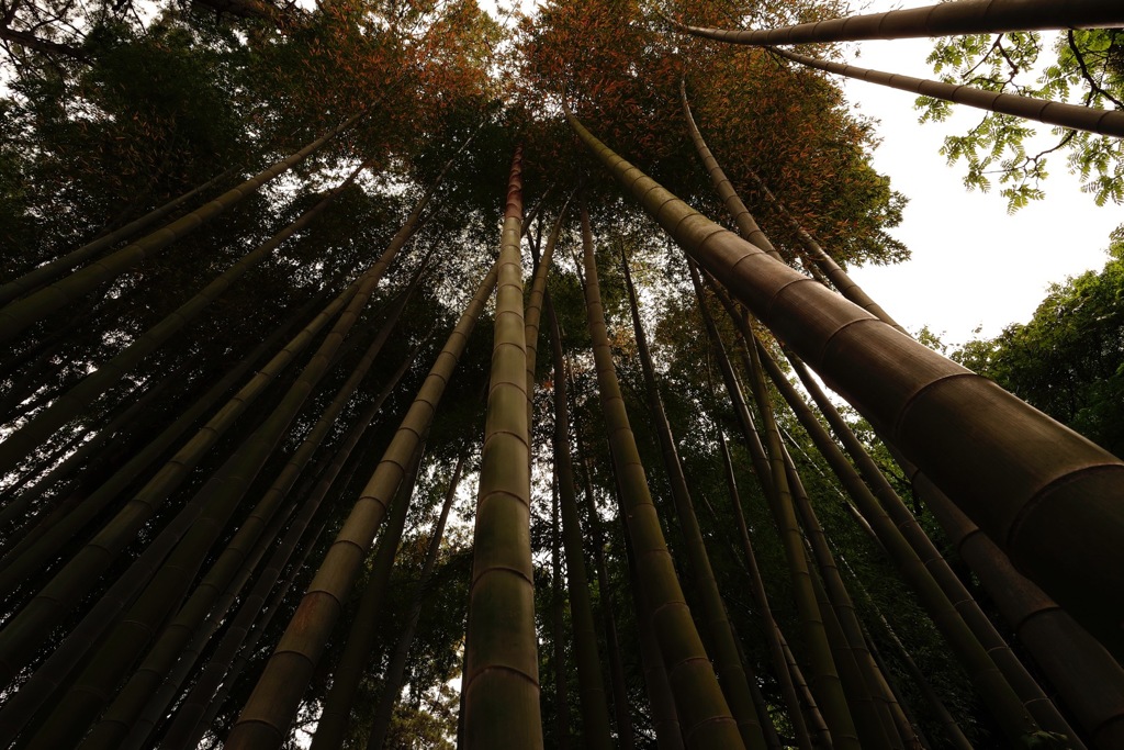 頂点