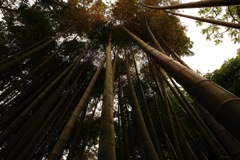 頂点