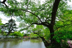 鎌倉自然