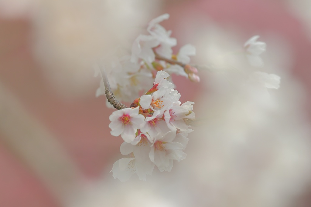 桜②