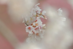 桜②