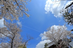 春のお便り