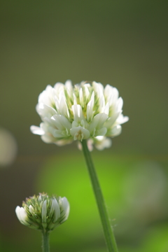 Ｃｌｏｖｅｒ