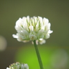 Ｃｌｏｖｅｒ