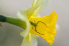 花の住人