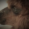 優しいまなざし