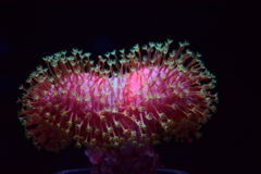 ふしぎな生物