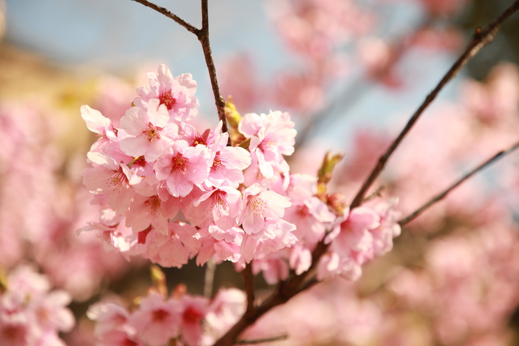 大阪城　桜