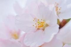 sakura2