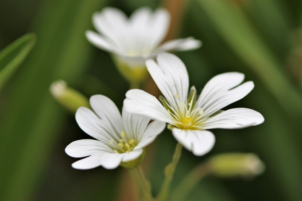 庭の花　5