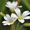 庭の花　5