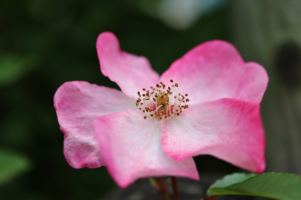 五枚の花びらで