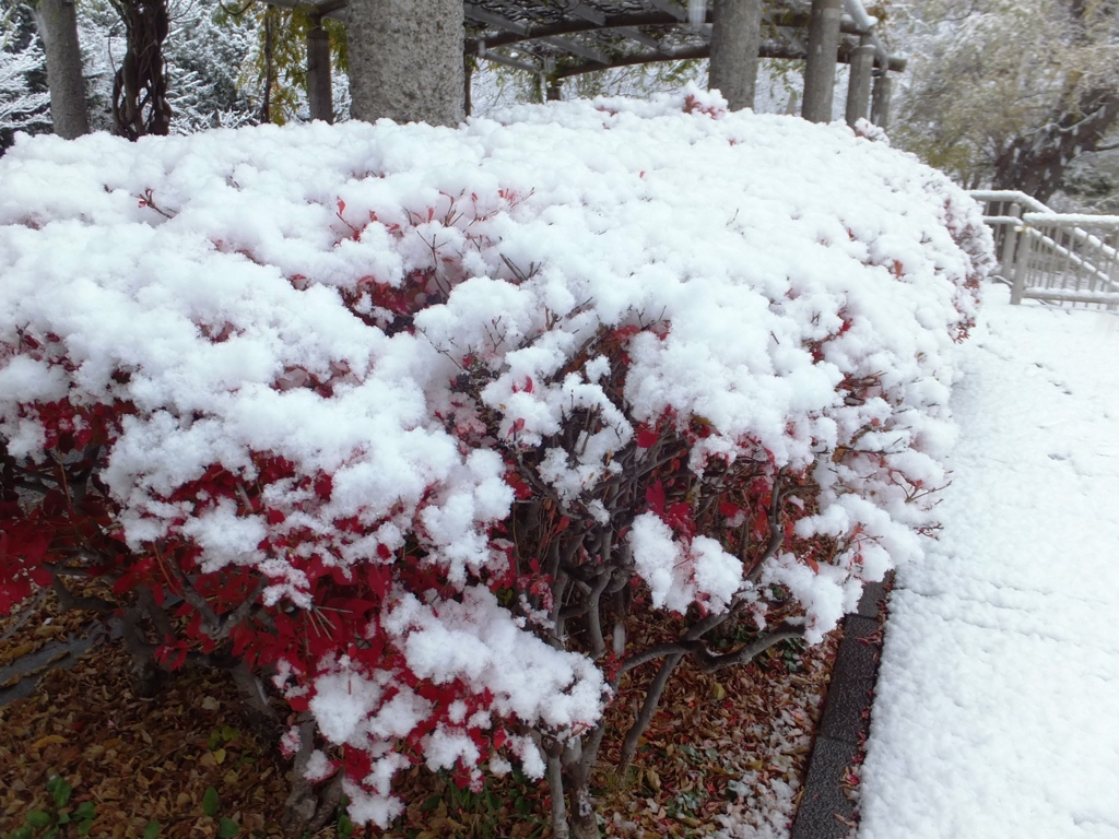 初雪二日目　白と赤
