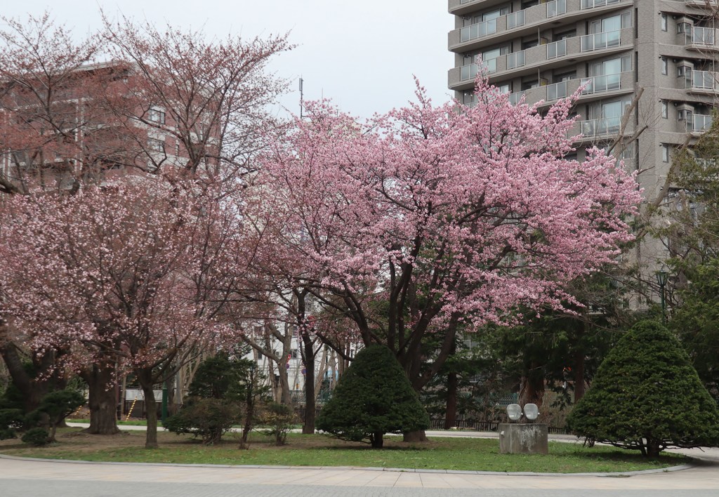 桜