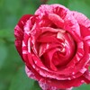 華々しい　３６