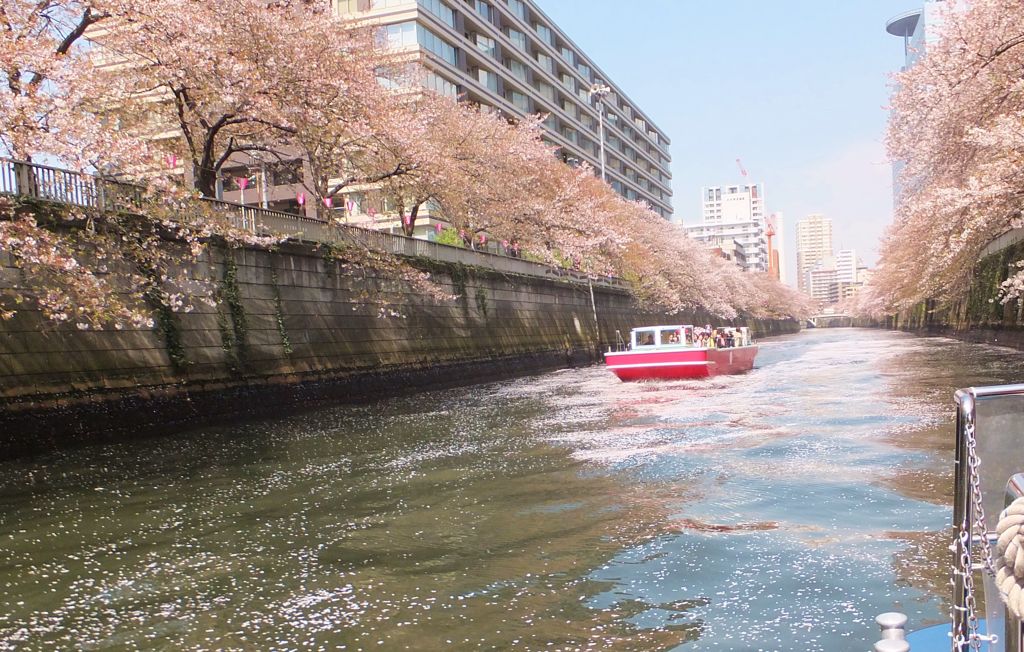 目黒川の桜クルーズ　Ⅵ